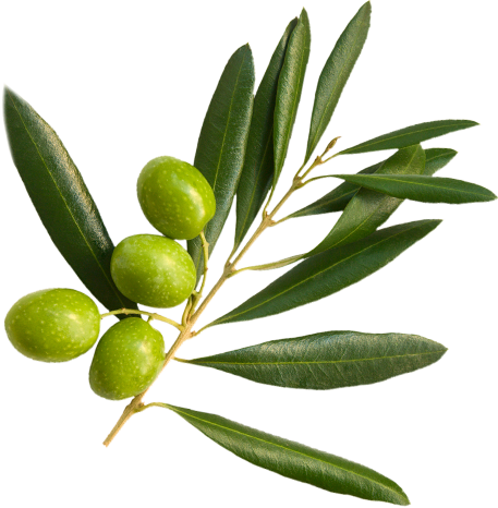 Four green olives on an olive branch