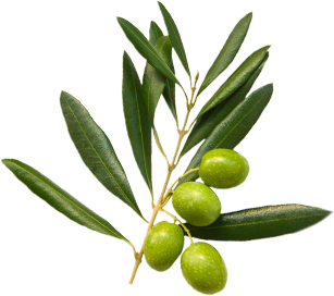 Olive branch with olives and leaves