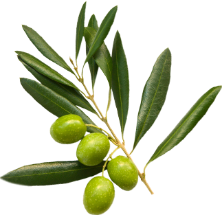 Left olive branch