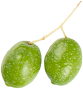 Two green olives in a branch