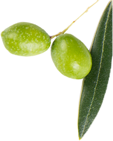 Two green olives in an olive branch