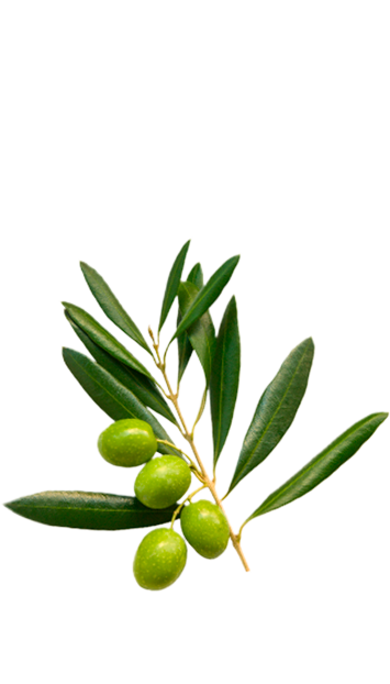 LA CHINATA - Extra Virgin Olive Oil (100% Manzanilla) 25.36 fl oz (750 ml)