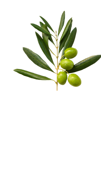 Top olive branch in La Española Extra Virgin Olive Oil Variety