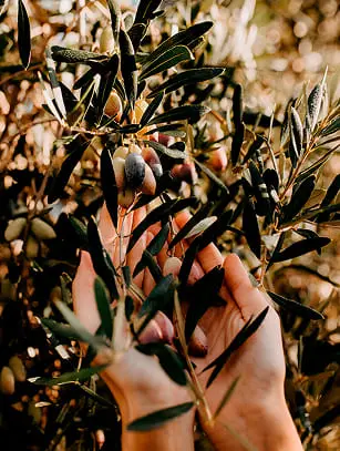 Hands holding some olives