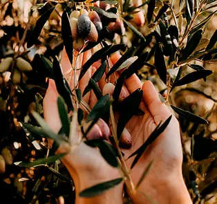 Hands with olives